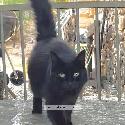 Photo 1/3 BAGHEERA Chat perdu à Montseret