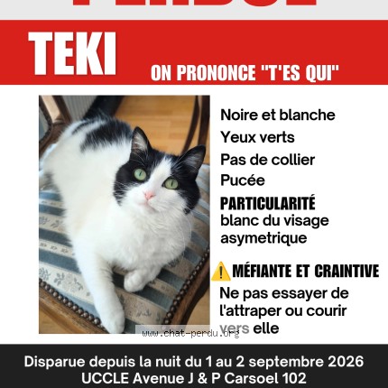 Photo 1/1 Chat retrouvé Perdu à Uccle