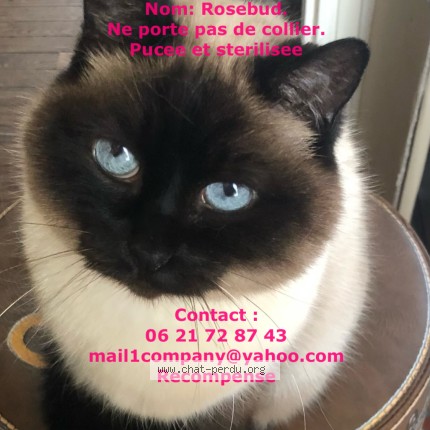 Photo de chat perdu à Farges Les Chalons
