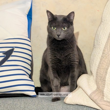 Photo 1/1 ohanna Chat perdu à Joue Les Tours