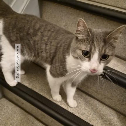 Photo de chat trouvé à Lille