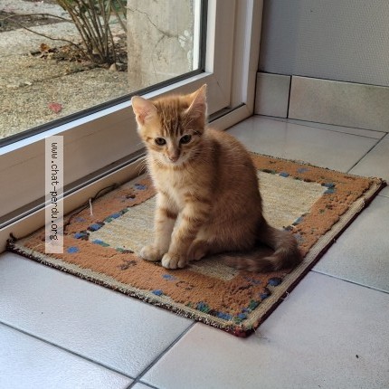 Photo 1/1 P'tit rouquin Chat perdu à Plaintel
