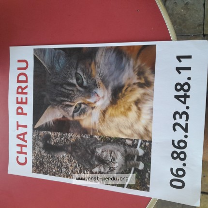 Photo de chat perdu à Decine