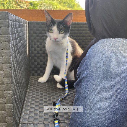 Photo 1/1 Tiboune Chat perdu à Bouray Sur Juine