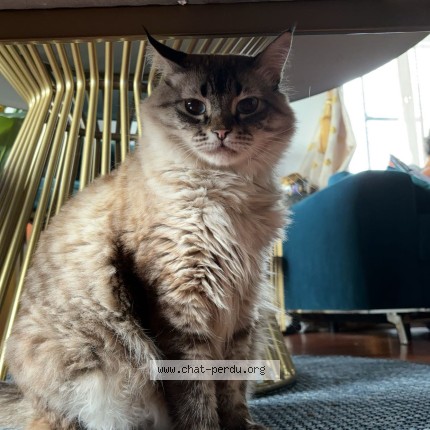 Photo de chat perdu à Drancy