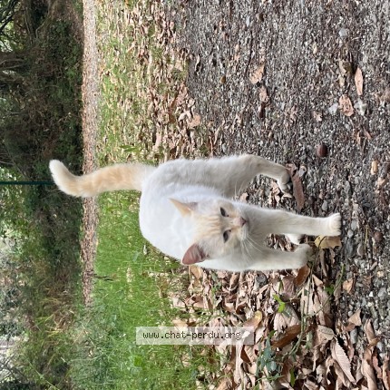 Photo de chat trouvé à Crozon