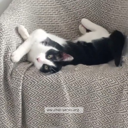 Photo de chat perdu à Toulouse