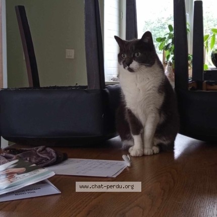 Photo de chat perdu à Buleon