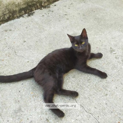 Photo de chat trouvé à Trelaze