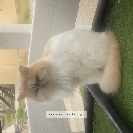 Photo de chat perdu à Toulouse