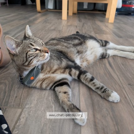 Photo 1/1 Doffy Chat perdu à Limeil Brevannes