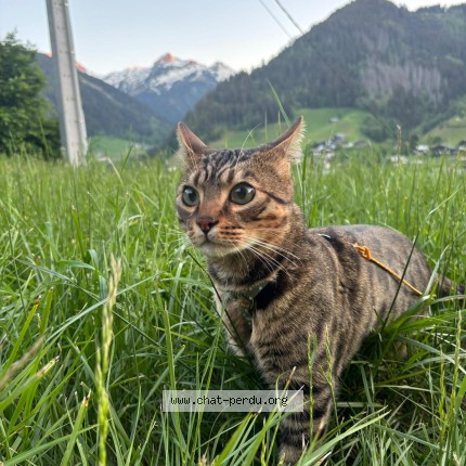 Photo 1/1 KORRAN Chat perdu à Evian Les Bains