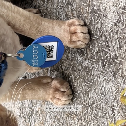 Photo de chat trouvé à Rosemere
