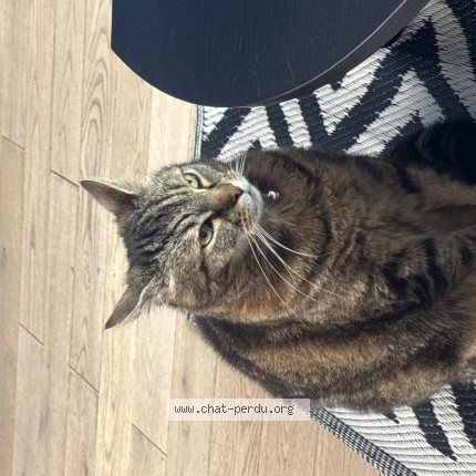Photo 1/1 bobi Chat perdu à Dunkerque