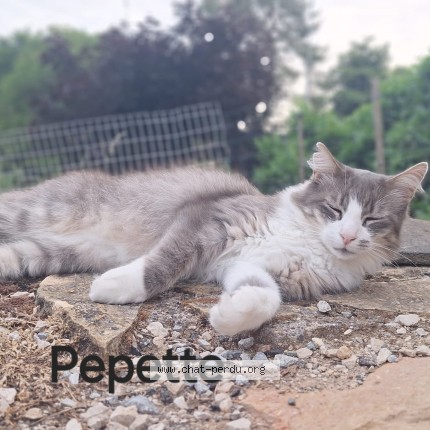 Photo 1/1 Pepette Chat perdu à Deluz