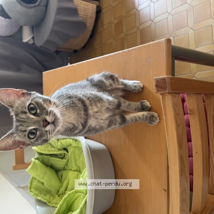 Photo 1/1 Chat trouvé Trouvé à Saint Fargeau Ponthierry