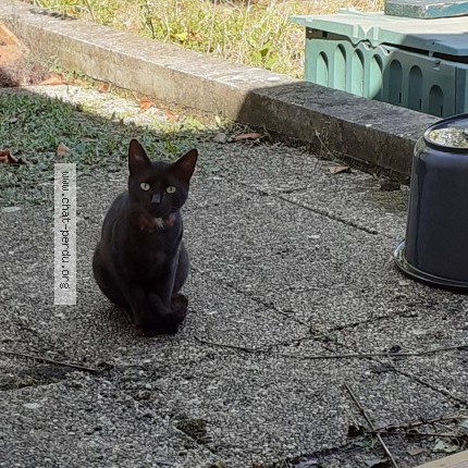 Photo 2/2 Chat trouvé Trouvé à Betton