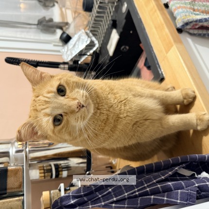 Photo de chat perdu à Tournefeuille