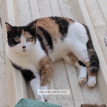 Photo de chat perdu à Toulouse