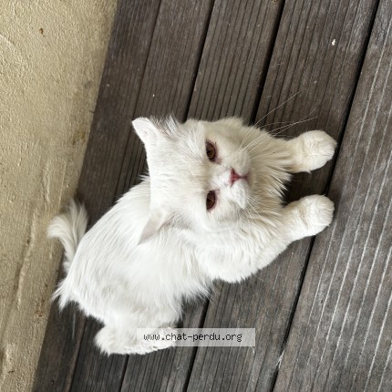 Photo 1/1 Chat trouvé Trouvé à Portets