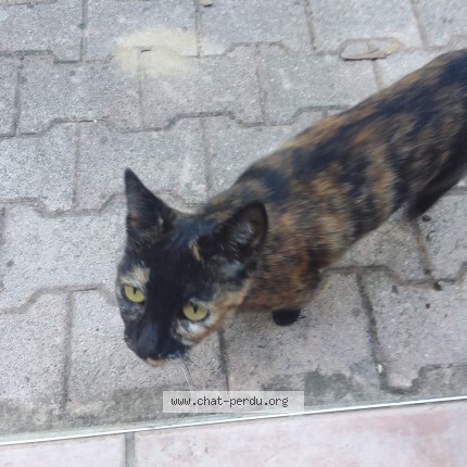 Photo de chat trouvé à Marseille