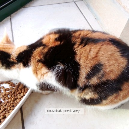 Photo 1/1 Filopat Chat perdu à Saint Renan