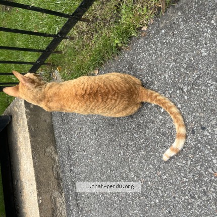 Photo 1/1 Chat trouvé Trouvé à Saint Michel