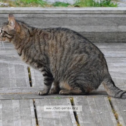 Photo de chat perdu à Royan