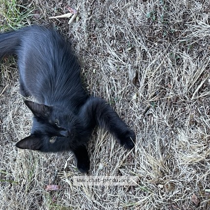 Photo 1/1 Chat trouvé Trouvé à Fontaine