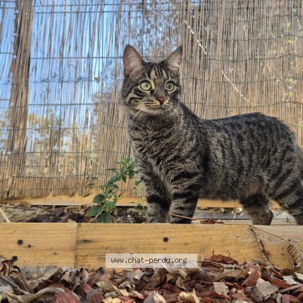 Photo de chat perdu à Albi