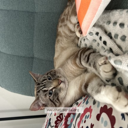 Photo de chat perdu à Lavau