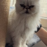 Moustache