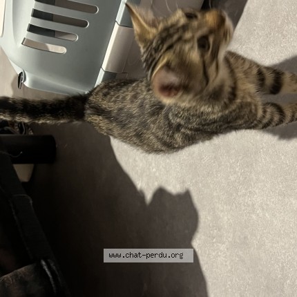 Photo 1/1 Chat trouvé Trouvé à Mayenne