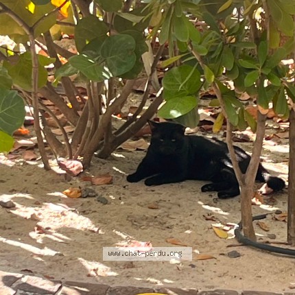 Photo de chat trouvé à Saint Jean