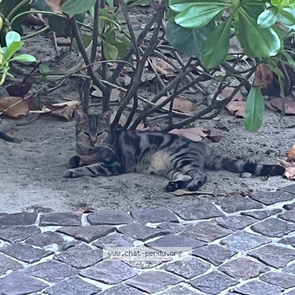 Photo de chat trouvé à Saint Jean