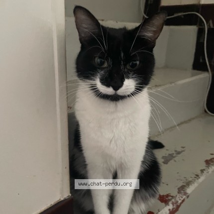 Photo 2/2 retouvé Chat perdu à Vitry Sur Seine