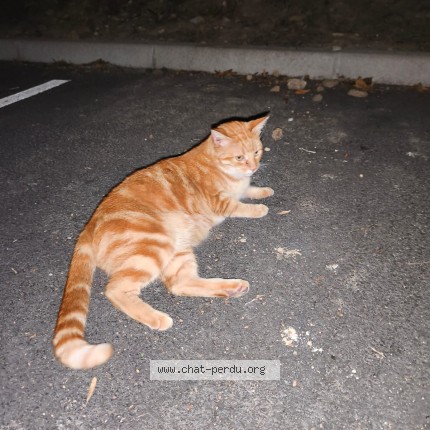 Photo de chat trouvé à Juvisy Sur Orge