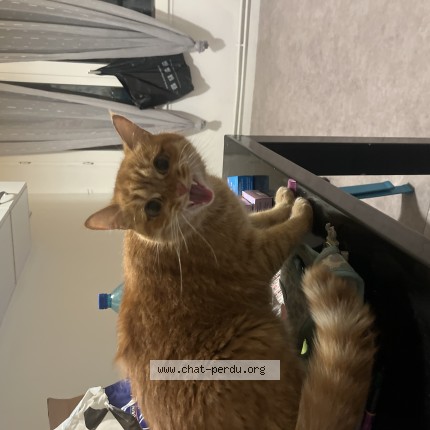 Photo 1/1 Chat trouvé Trouvé à Bordeaux