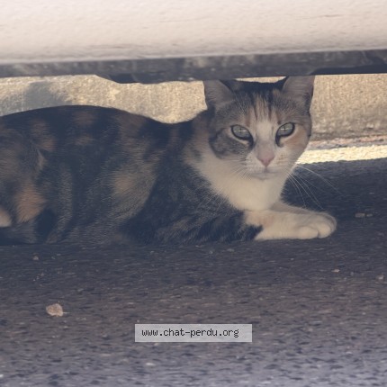 Photo de chat trouvé à Toulouse 31000