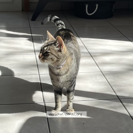 Photo 2/3 Chat retrouvé Perdu à Toulouse