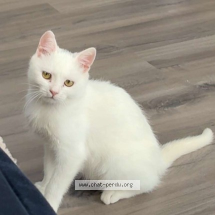 Photo de chat perdu à Bobigny