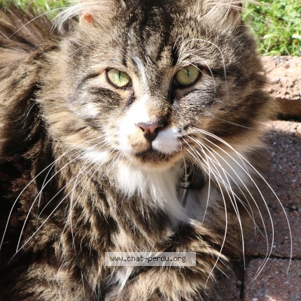 Photo 1/1 YGGY Chat perdu à Tancarville