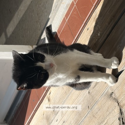 Photo de chat perdu à Cucq Stella Plage