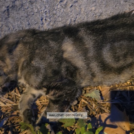 Photo de chat trouvé à Eze