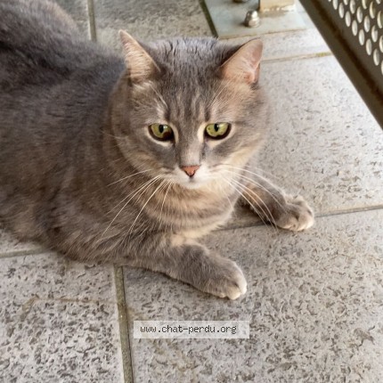 Photo 1/1 Grand Cono Chat perdu à Bourges