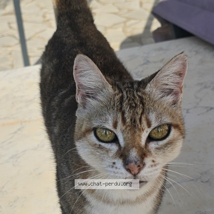 Photo de chat trouvé à Marsillargues