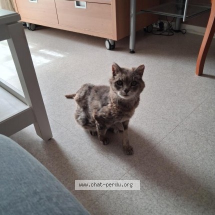 Photo 1/1 Babou Chat perdu à Aubevoye