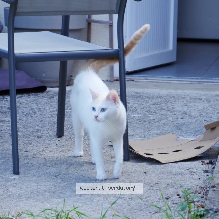 Photo 1/1 Chat trouvé Trouvé à Sainte Genevieve Des Bois