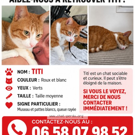 Photo 1/1 titi Chat perdu à Plaine Haute