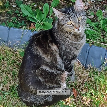 Photo 1/1 Maya Chat perdu à Le Havre